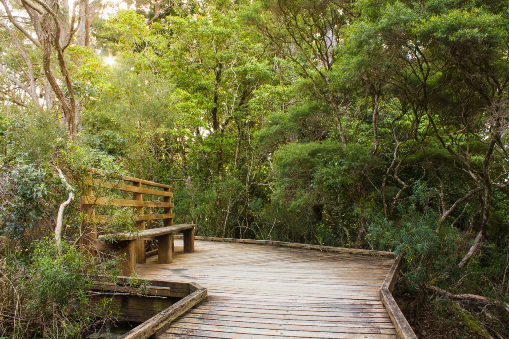 Boardwalk and lookout, springbrook, gold coast, bench seat