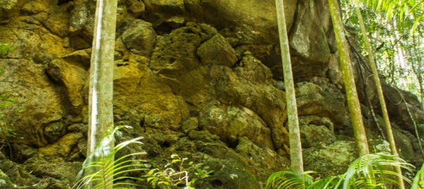 piccabeen palms at witches falls