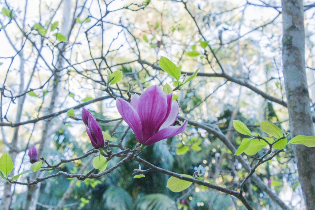 Magnolia Flower at Tamborine Mountain