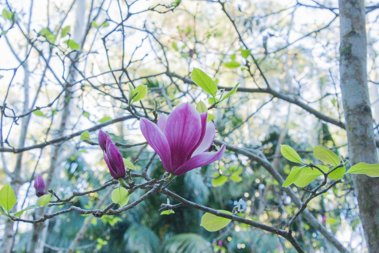 Magnolia Flower at Tamborine Mountain